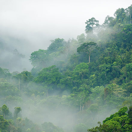 Fog Influence